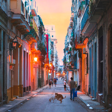 Dancing Dogs of Havana